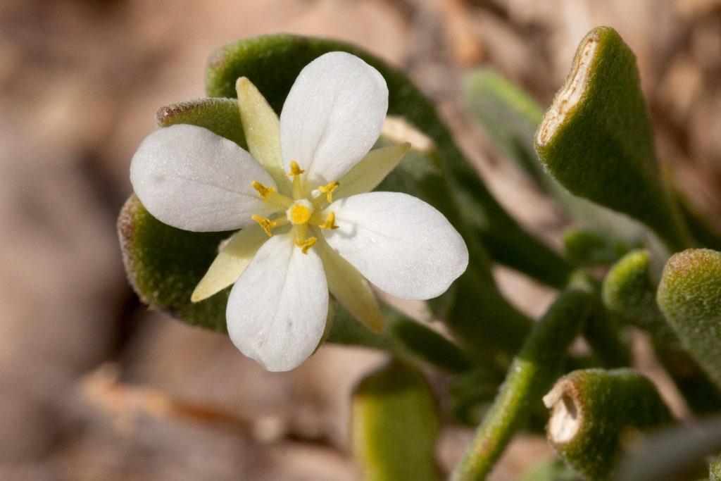 Crow Flats Fanmustard