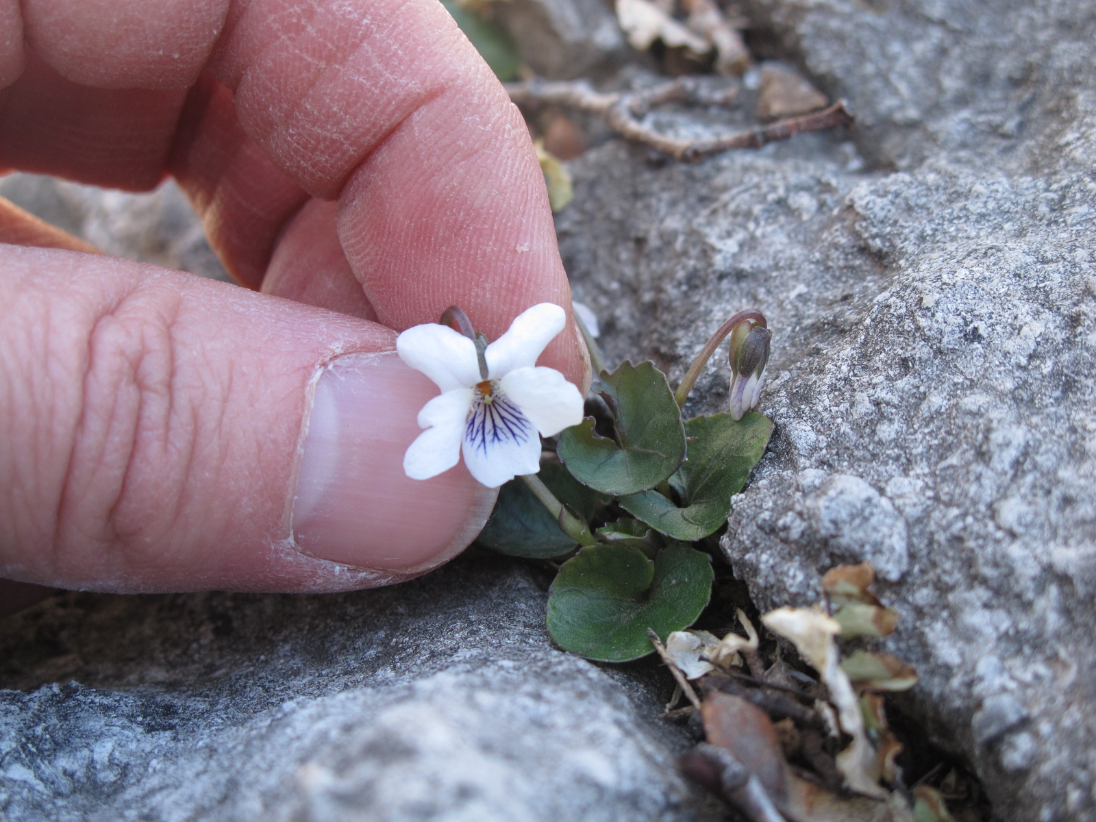 Limestone Violet