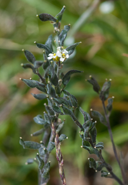 Frazier Mountain Whitlowgrass