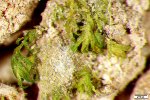 Little's fissidens moss