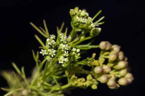 Organ Mountain Scaleseed