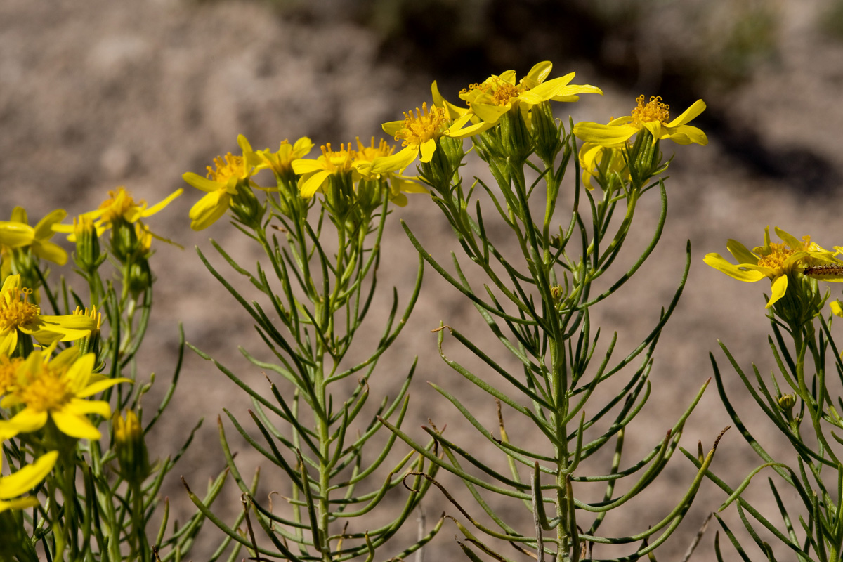 Warnock's ragwort