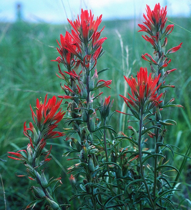 Tomentose paintbrush