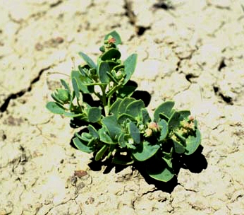 Mancos Saltbush