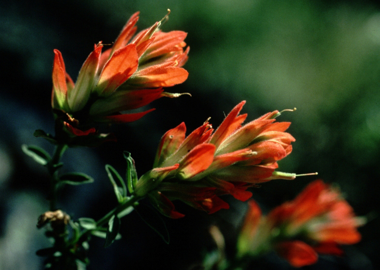 Organ Mountain Indian-Paintbrush