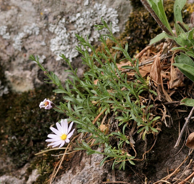 Sierra Blanca Cliffdaisy