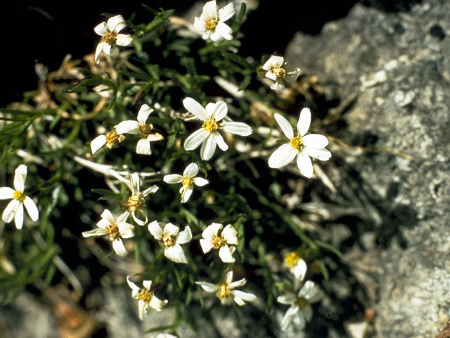 Hershey's Cliff Daisy