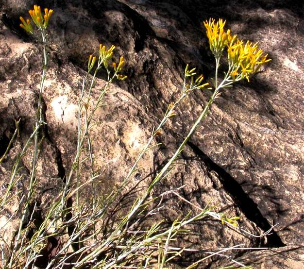 Guadalupe Rabbitbush