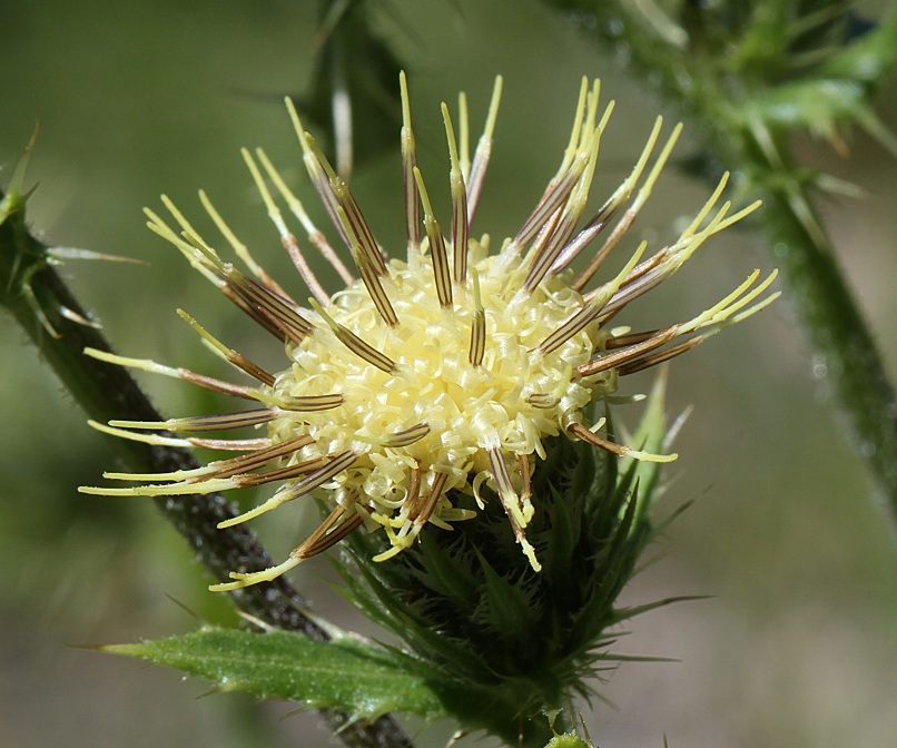 Gilia Thistle