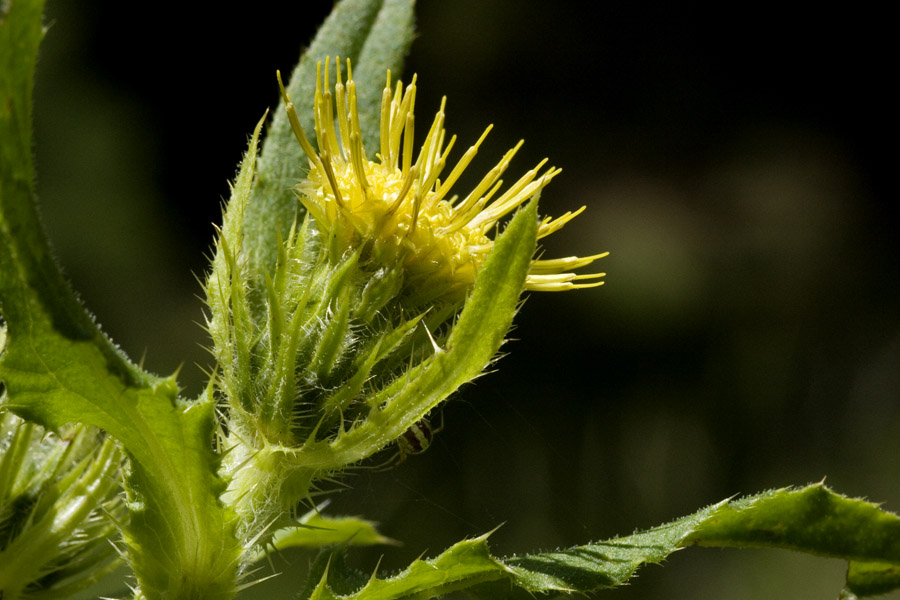 Plain Thistle