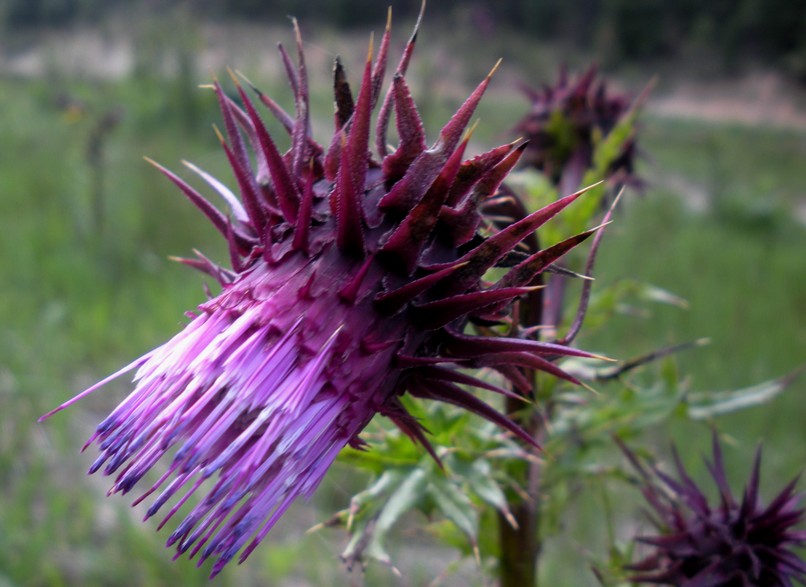 Sacramento Mountains Thistle