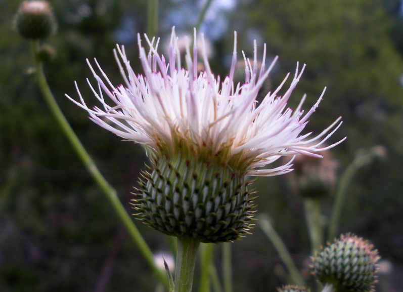 Wright's Marsh Thistle