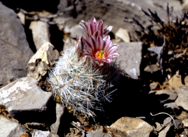 Duncan's Corycactus