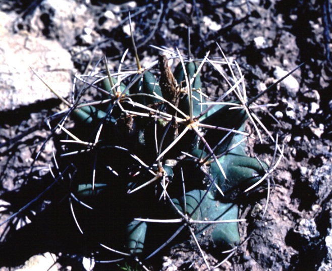 Scheer's Pincushion Cactus