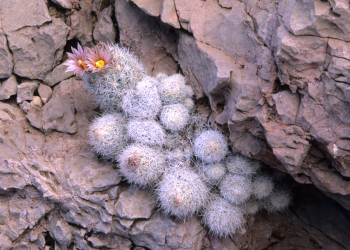 Sneed's Pincushion Cactus