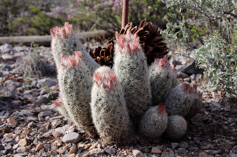 Orcutt's Pincushion Cactus