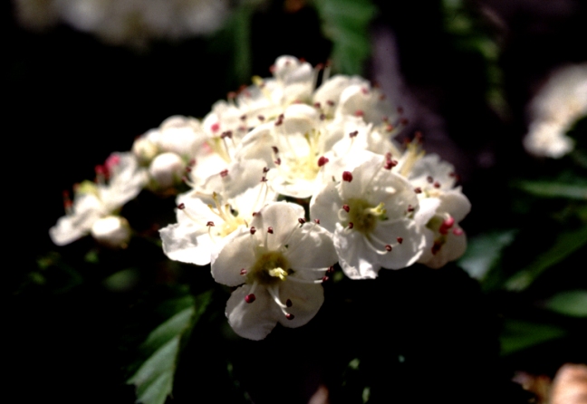 Wooton's Hawthorn