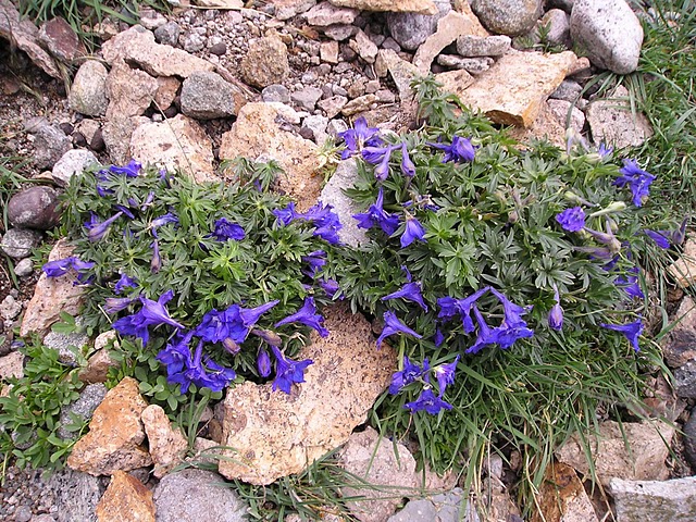 Alpine Larkspur