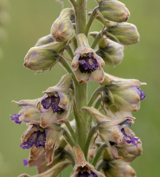 White Mountain Larkspur