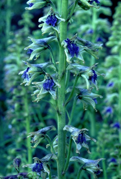 Robust Larkspur