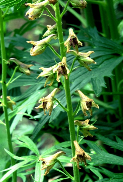 Sapello Canyon Larkspur