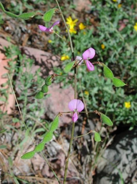 Metcalfe's Tick-Trefoil