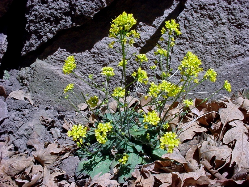 Mogollon Whitlowgrass