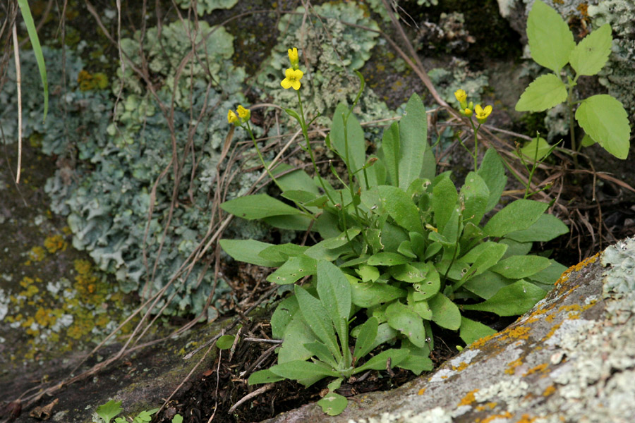 Standley's Whitlow-Grass