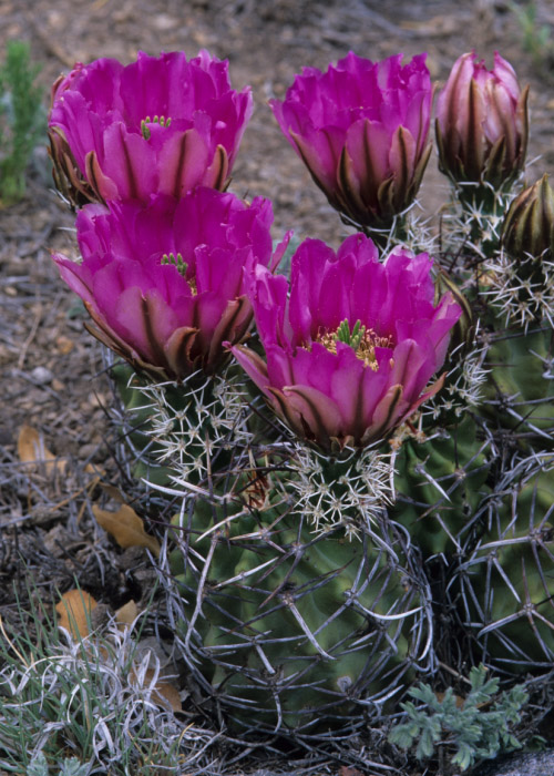 Kuenzler's Cactus