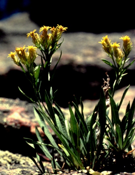 Small-Head Golden-Weed