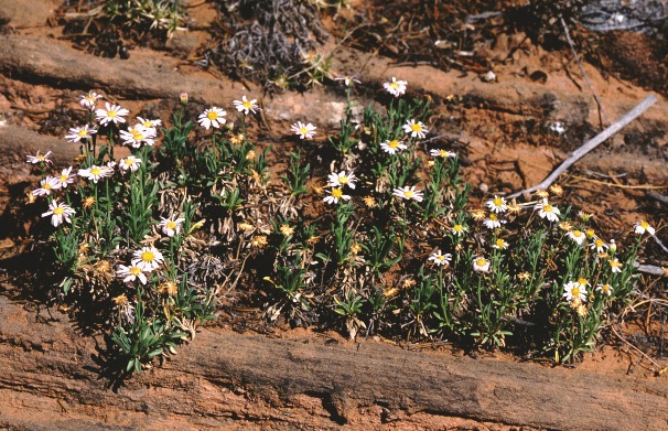 Acoma Fleabane