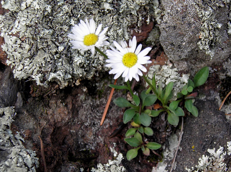 Hess's Fleabane