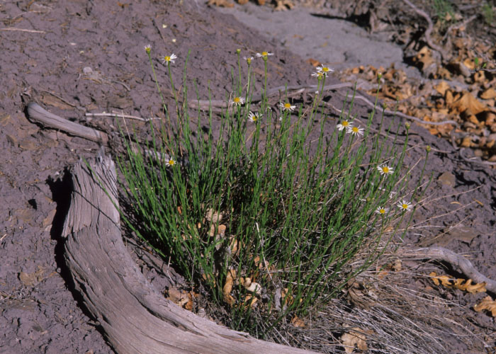 Zuni Fleabane