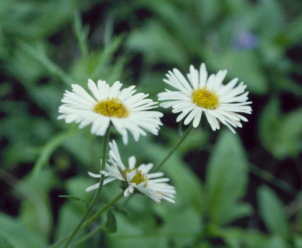 Sacramento Mountain Fleabane