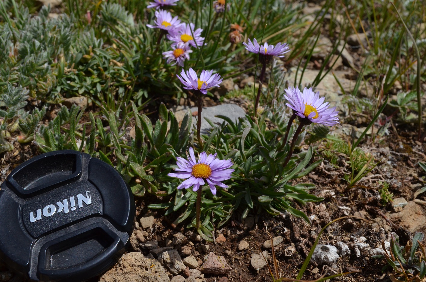 Pecos Fleabane