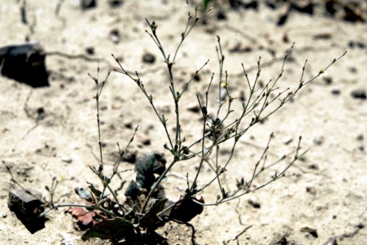 Cimarron Wild-Buckwheat