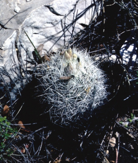 Guadalupe Pincushion Cactus