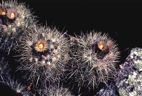 Organ Mountain Pincushion Cactus