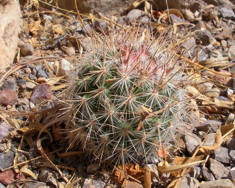 Villard's Pincushion Cactus