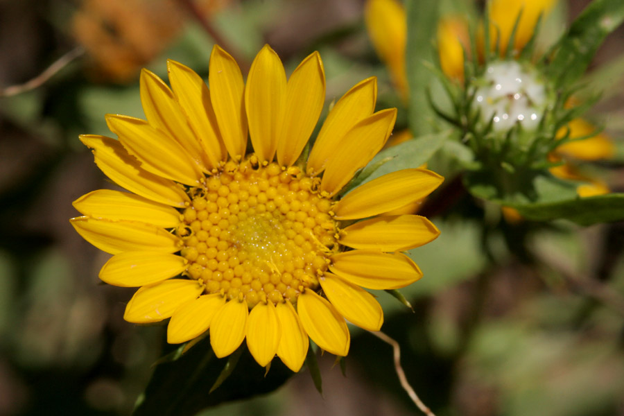 New Mexico Gumweed