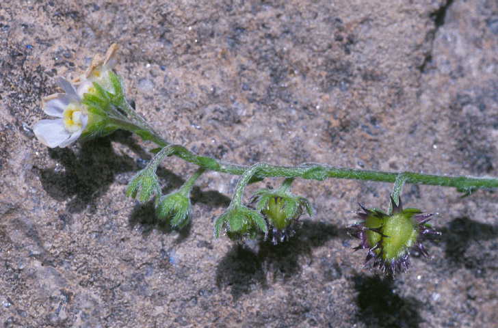 New Mexico Stickseed