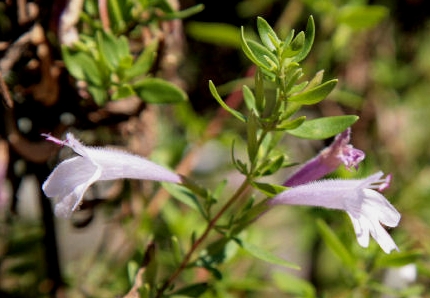 Mckittrick Pennyroyal