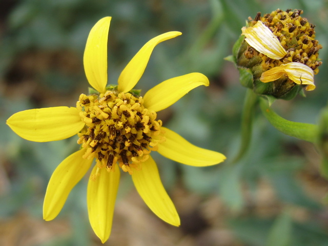 Arizona Sunflower