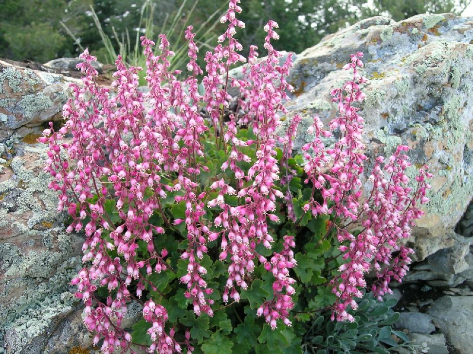 Sandia Mountain Alum-Root