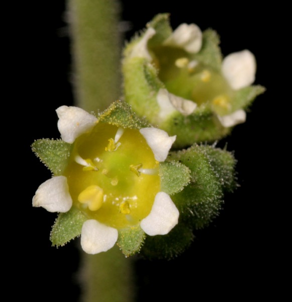 Wooton's Alumroot