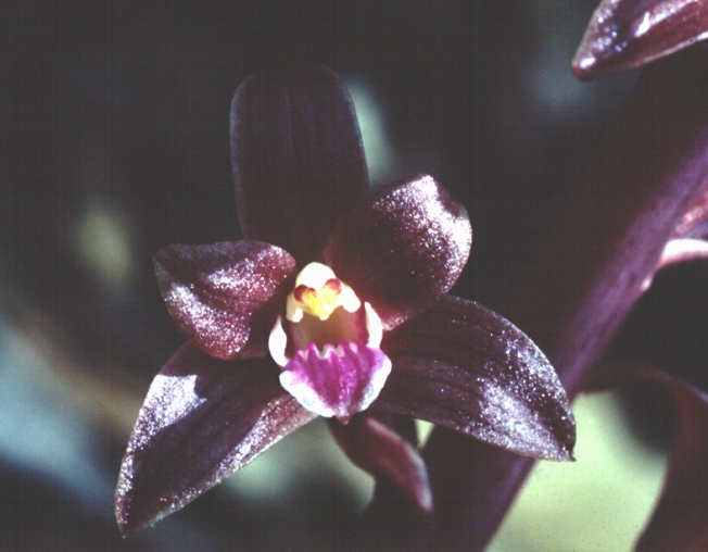 Shining Coralroot