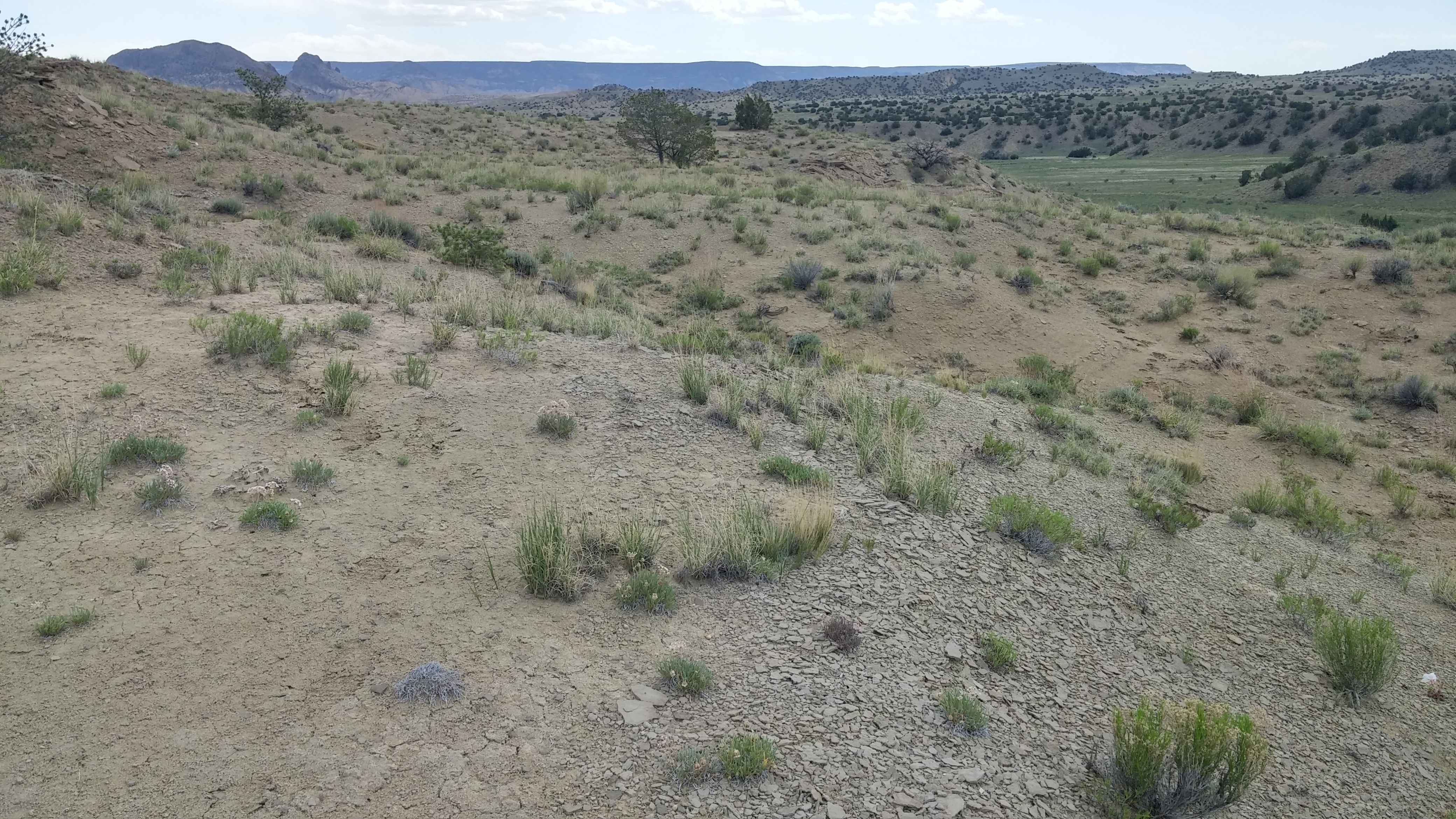 Abronia bigelovii habitat