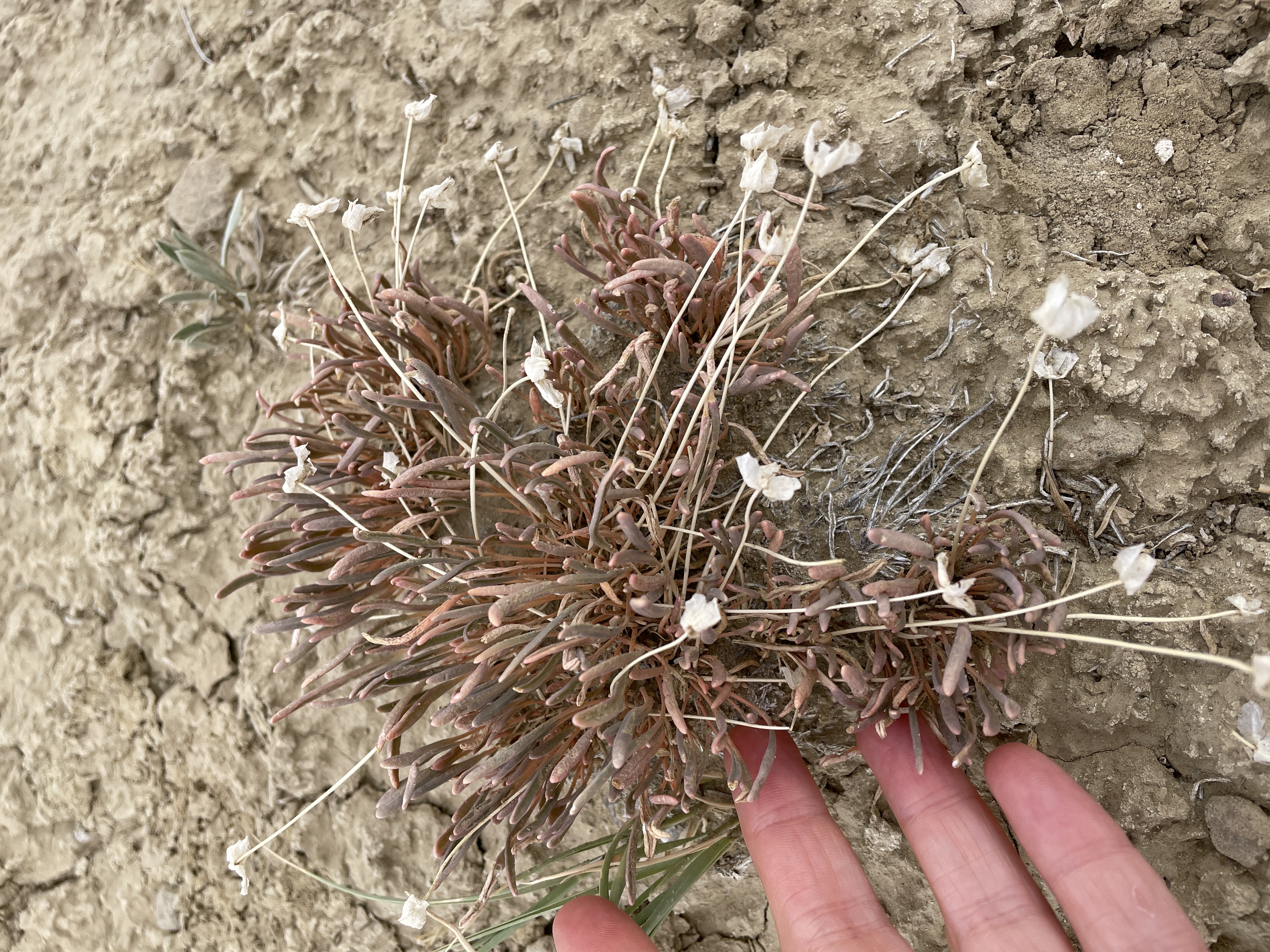 Abronia with senesced flowers. 