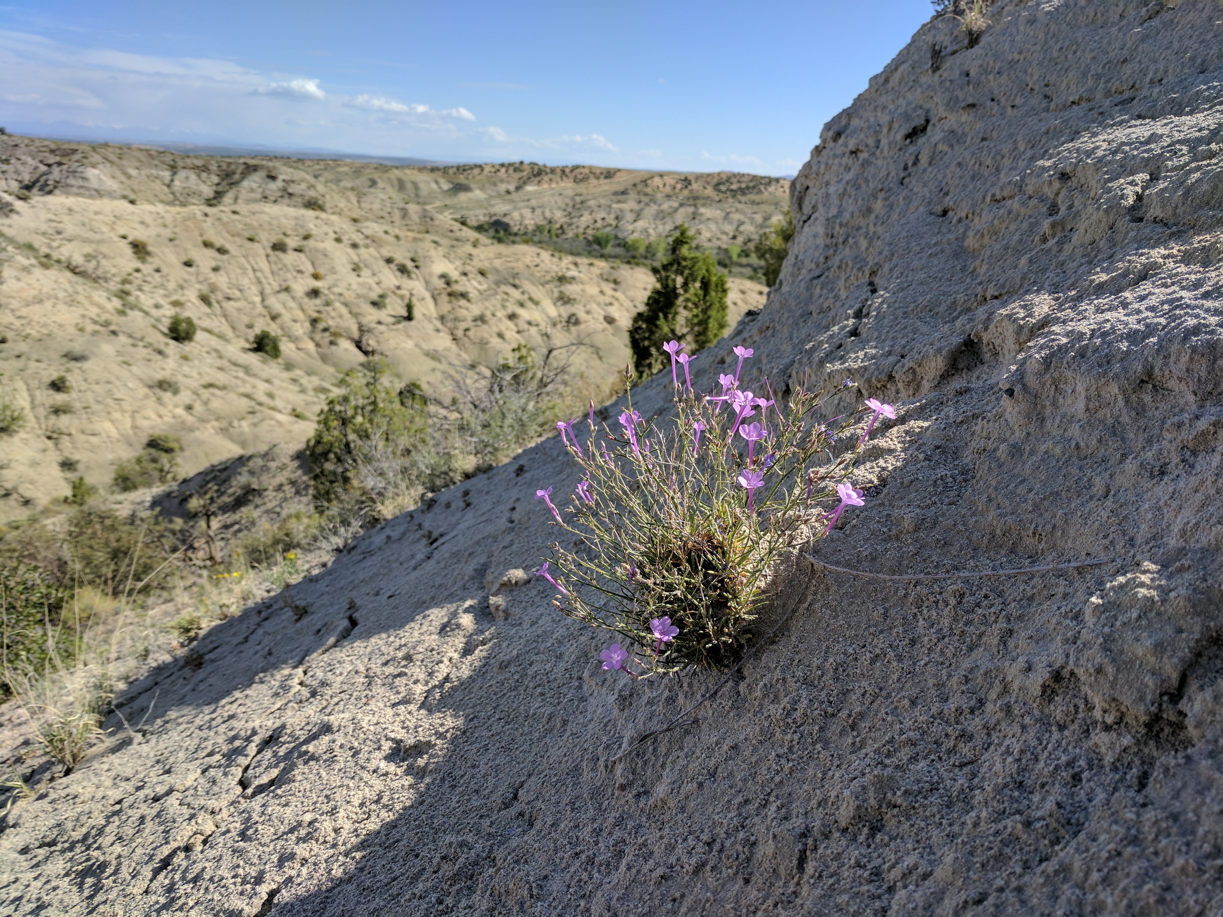 Aliciella formosa on hillslope gypsum soils
