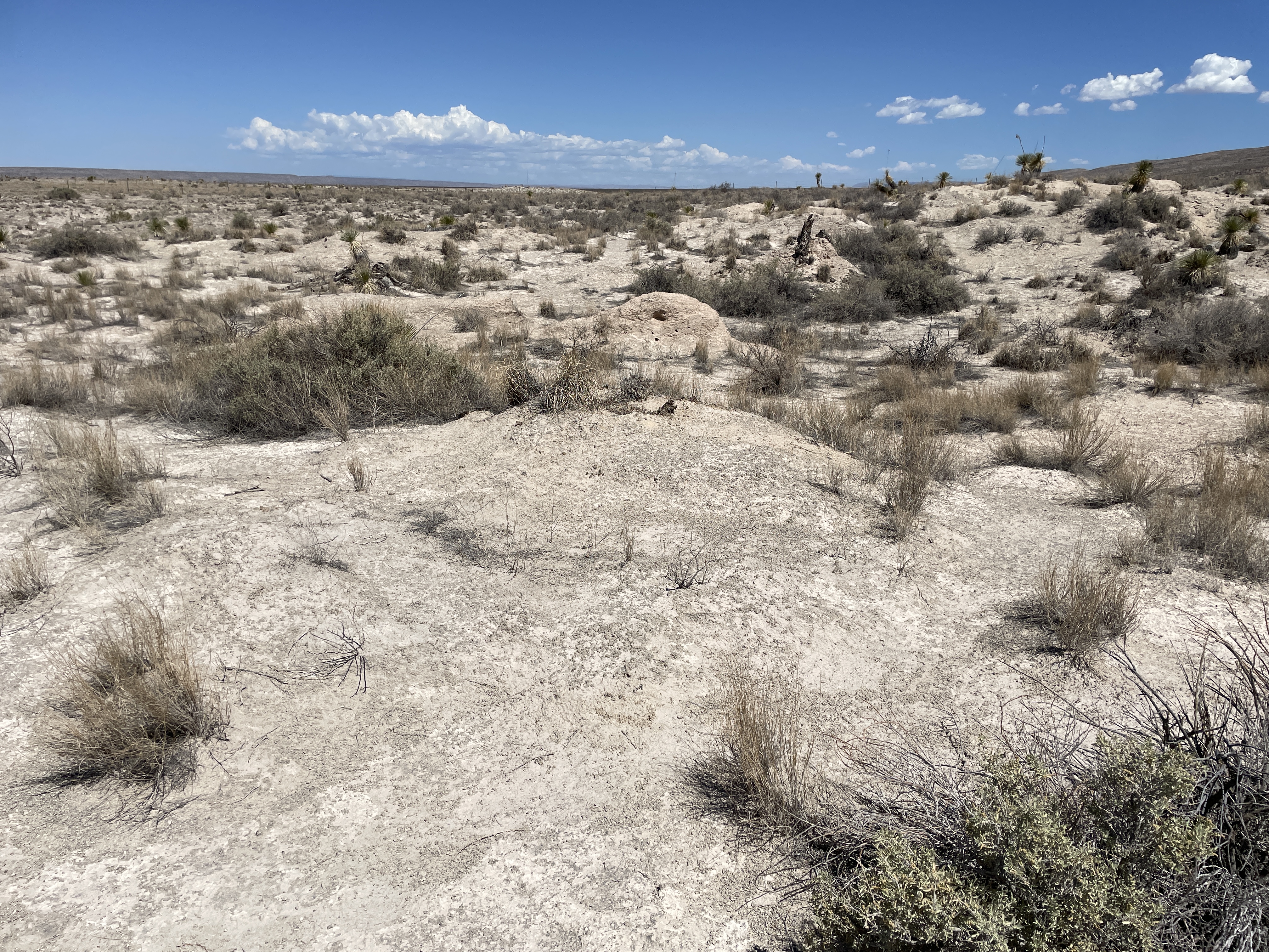 Lepidospartum burgessii habitat